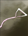 Unisex- Surf Package- Package- Pink